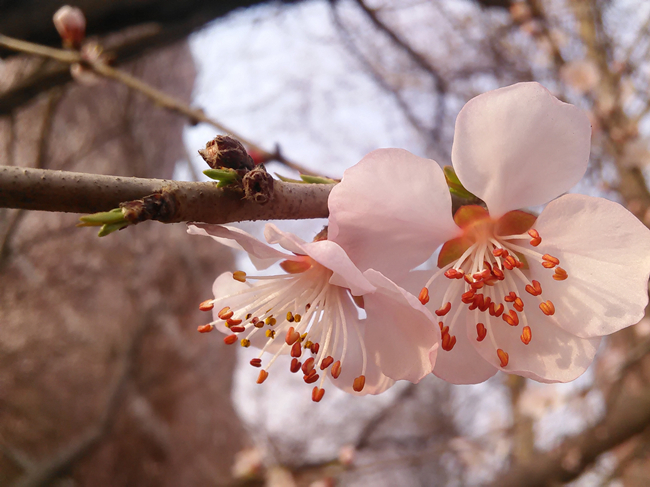 新區 櫻花
